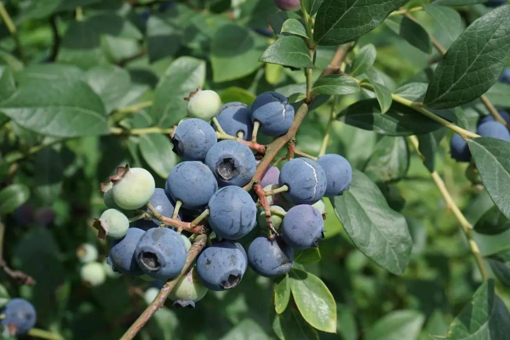 诺普信2024一季度,分析诺普信的蓝莓业务