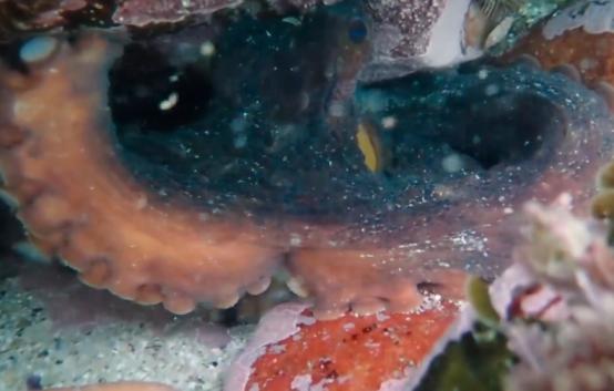 这个男人太大胆，因为夫妻不和谐，转身就爱上了一条章鱼！纪录片