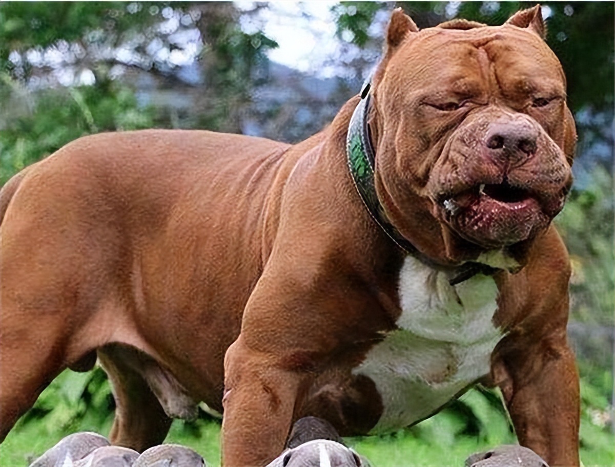 称为斗犬的有几种狗,斗犬排名第一位是什么犬品种