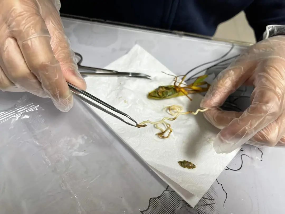 成都三位“昆虫少年”的大梦想