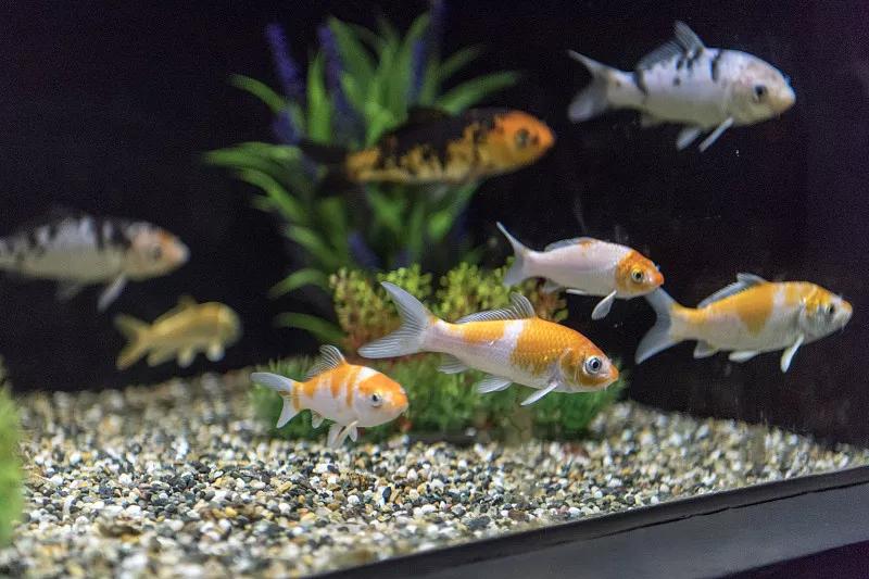 「鱼食制作」金鱼饲料怎么制作金鱼饲料制作方法