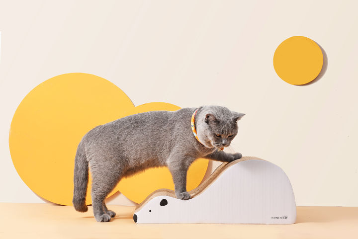 科学养猫攻略之新手养猫注意事项,猫怎么养新手养猫需注意4大问题