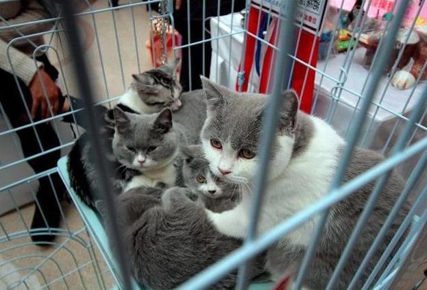买猫要注意哪几个细节,买猫一般注意哪些问题