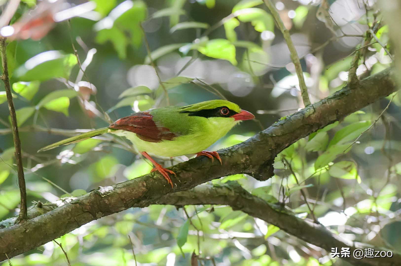 世界最珍稀七种鸟类,羽毛绿色的是什么鸟