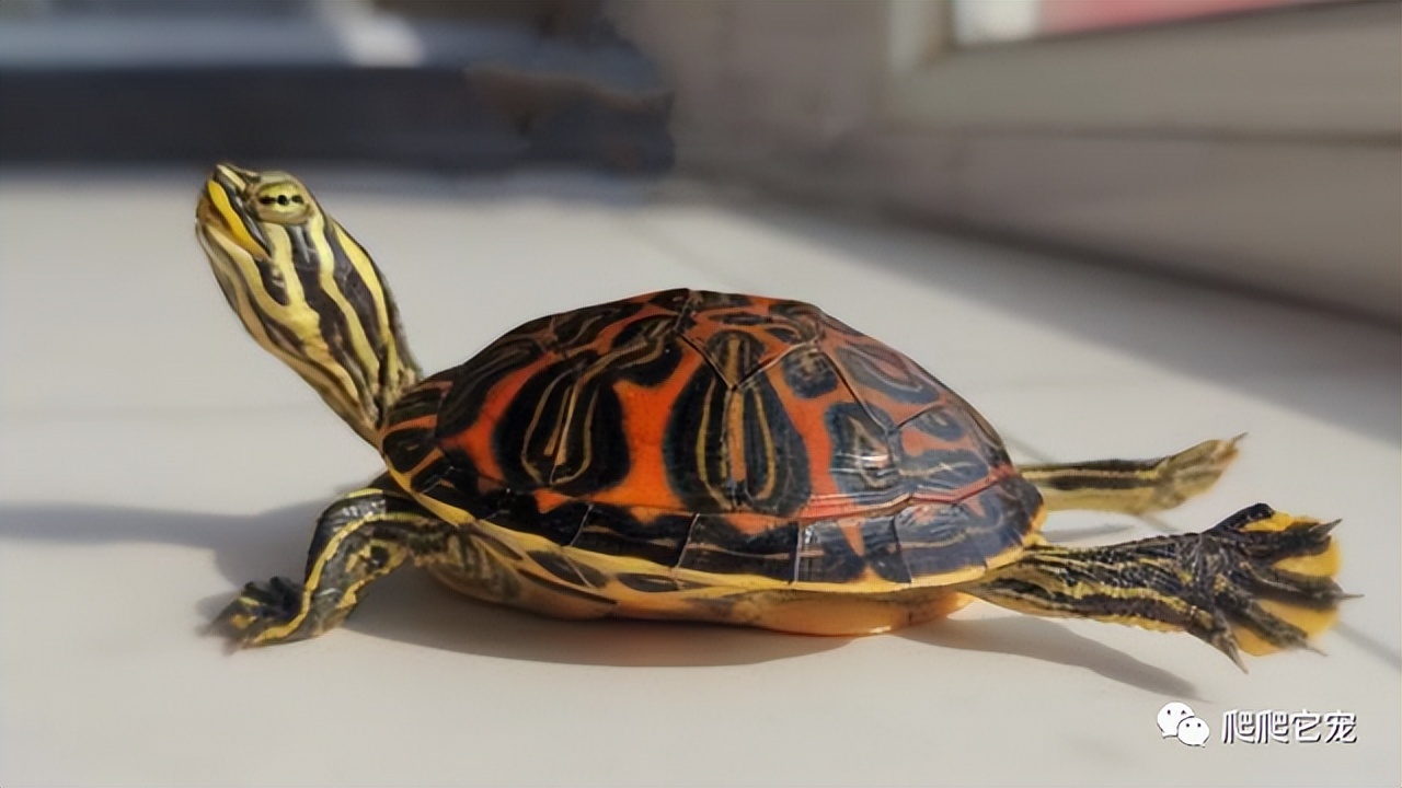 泥水养龟正确方法,泥水养龟教程必看