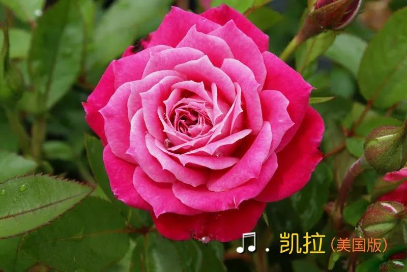 常见切花月季一览（40）（接上期）