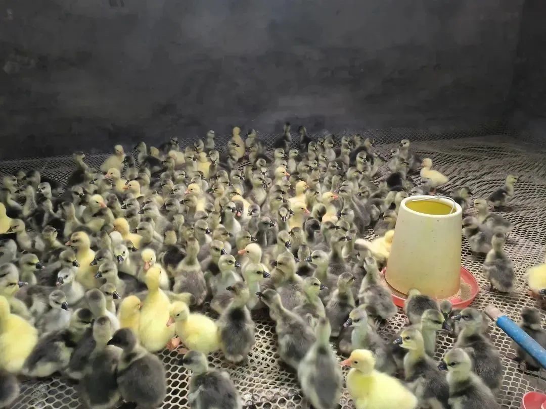 生态养鹅促增收,返乡创业林下养鹅致富信息