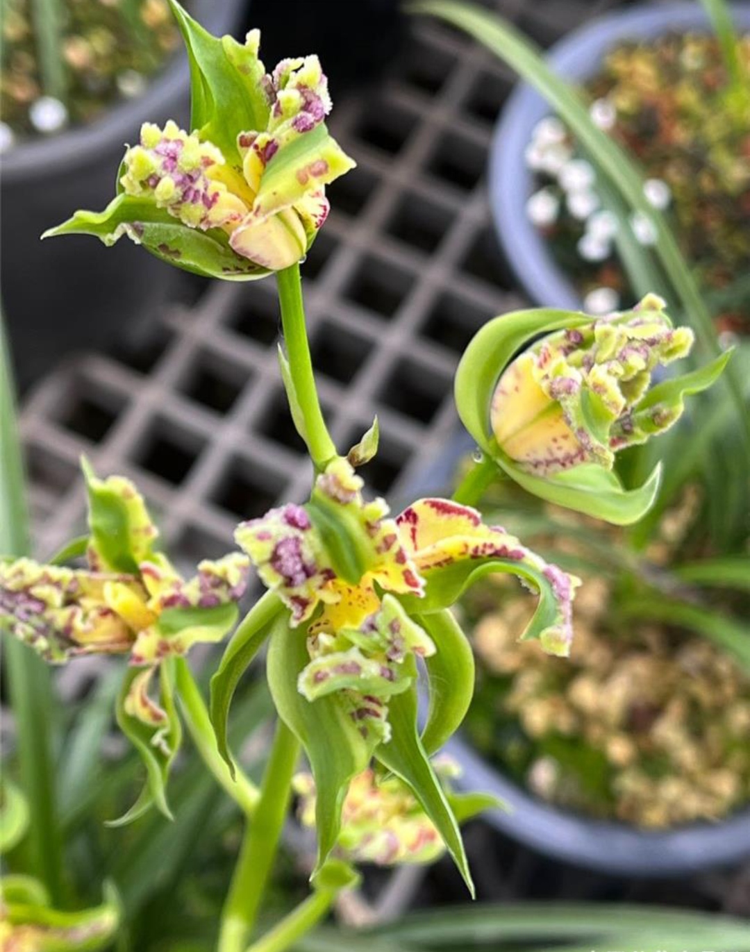 兰花好运牡丹怎么养,兰花华贵牡丹