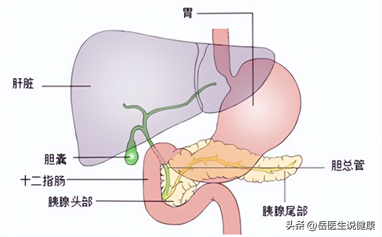 保护胰腺，就是守住我们的生命线，保护胰腺，要从这几件小事做起