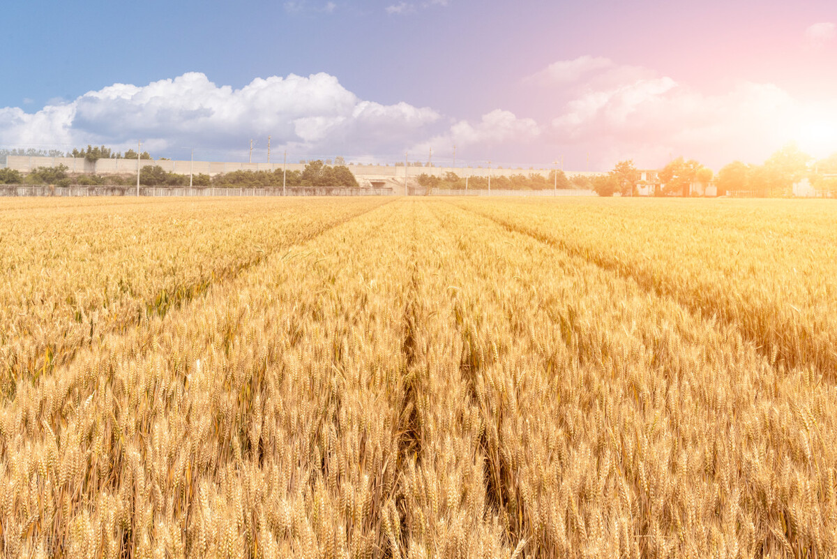 “春打五九尾，家家迈不开腿”，啥意思？2023年立春在五九尾吗？