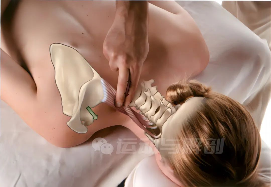 肩胛提肌这块肌肉经常被我们过度代偿,你有没有中过招?