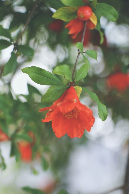 石榴裙代表什么,石榴裙代表了什么