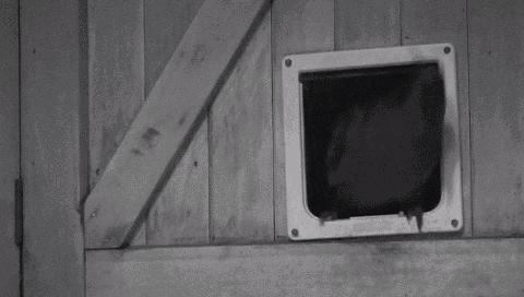 啄羊鹦鹉为什么不讨人喜欢,啄羊鹦鹉简介