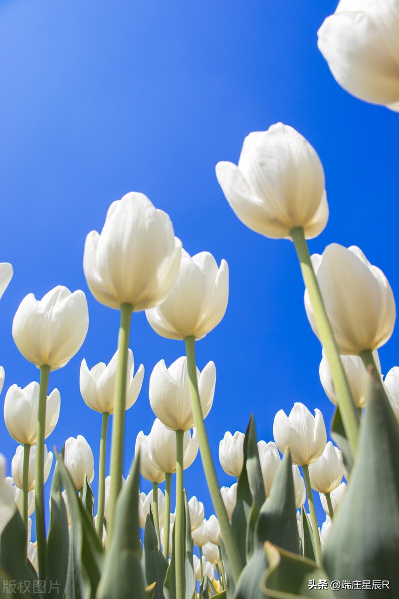 一定不要错过郁金香开花的季节,郁金香鲜花什么季节有