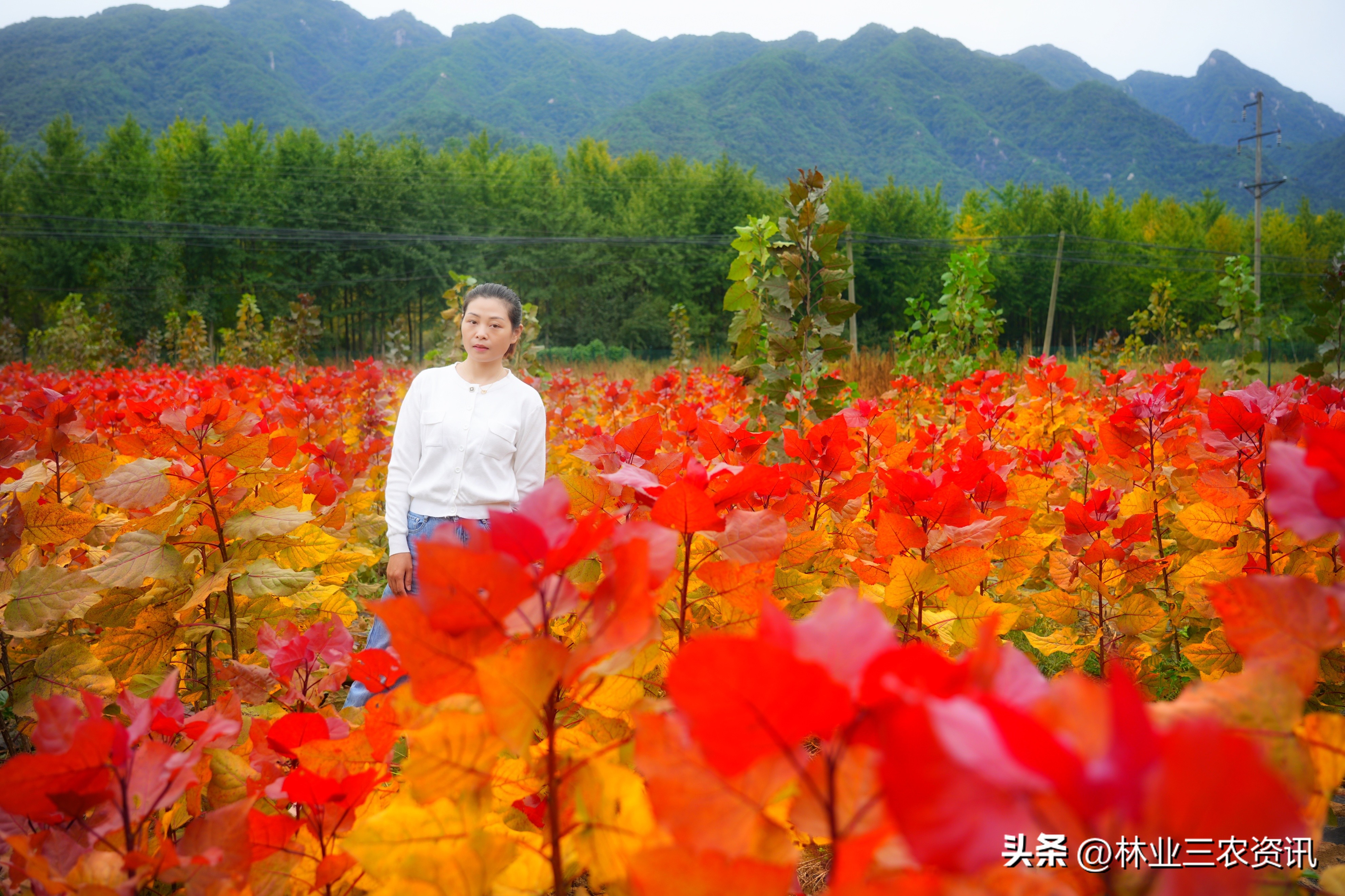 未来苗木市场的竞争,未来三年苗木市场