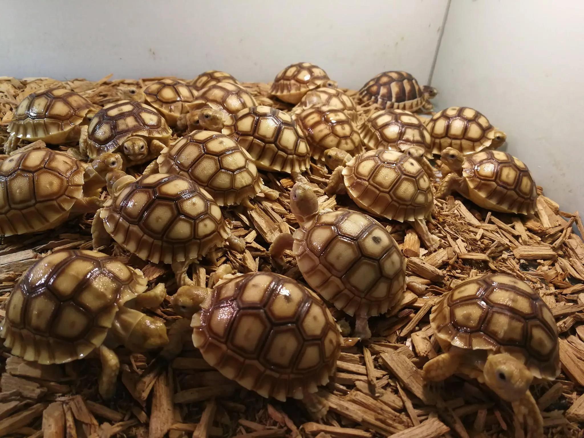 陆龟隆背原因,隆背陆龟