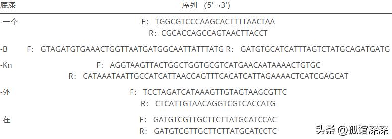奇异性变形杆菌,奇异变形杆菌内源性感染