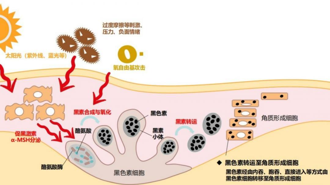 口服烟酰胺真的能美白吗,口服烟酰胺美白