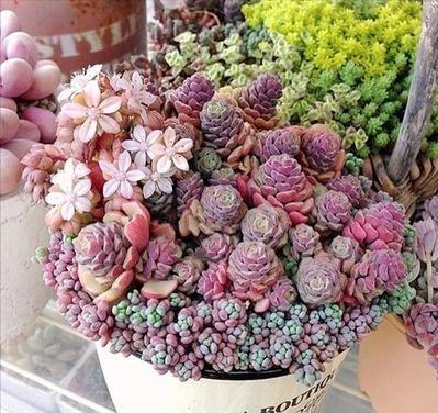 100种好看的多肉植物,50多种多肉品种大全