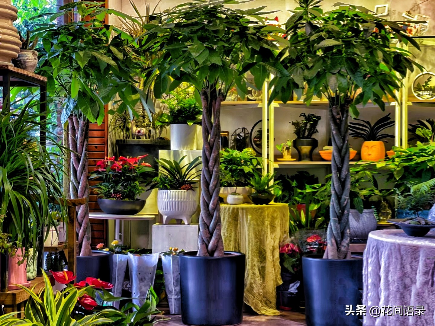 家里放一棵发财树运气真的好了吗,发财树摆在什么位置最旺财