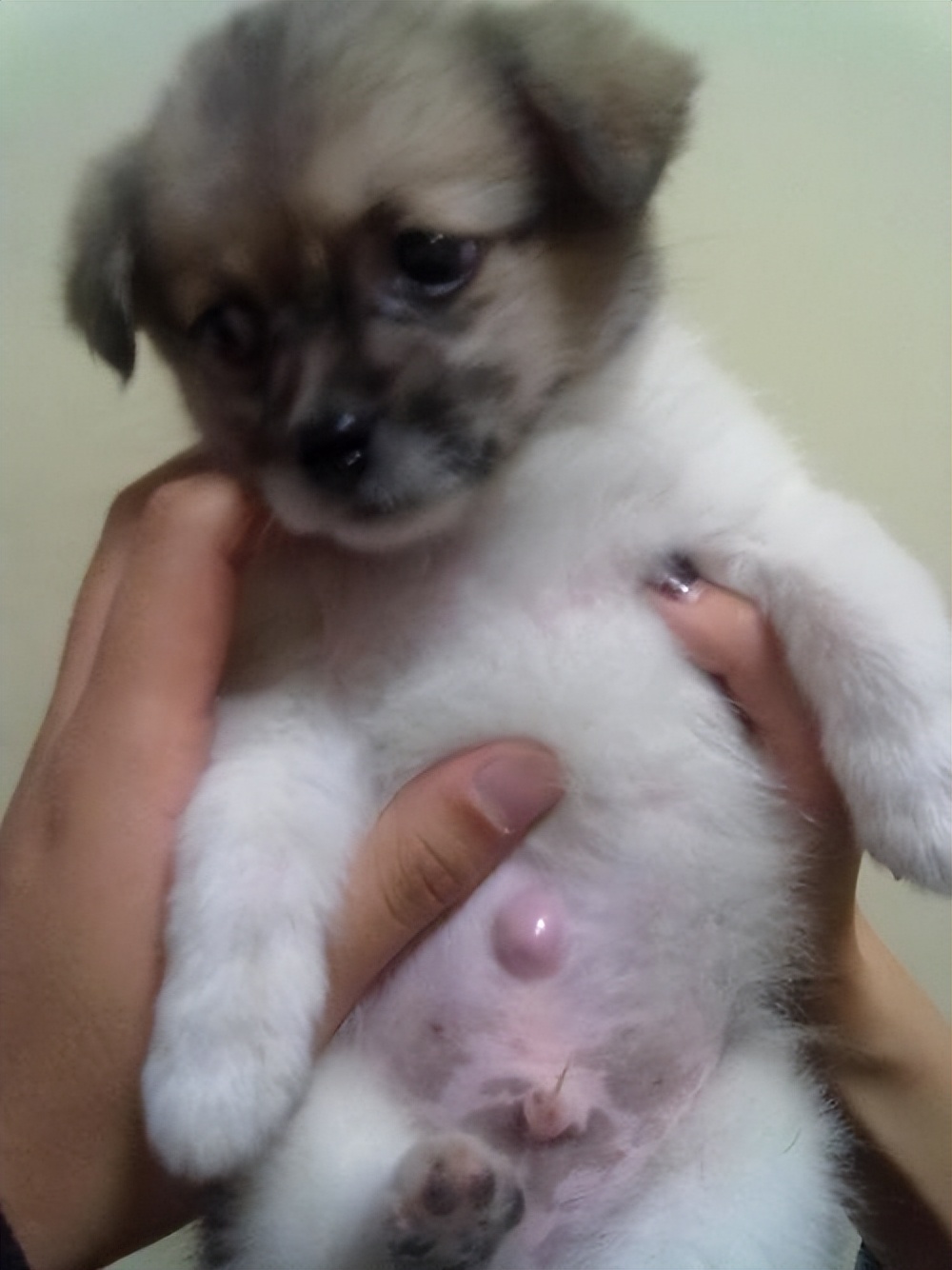 小狗脐疝和正常肚脐眼区别,狗狗的脐疝一般多久能自己收缩