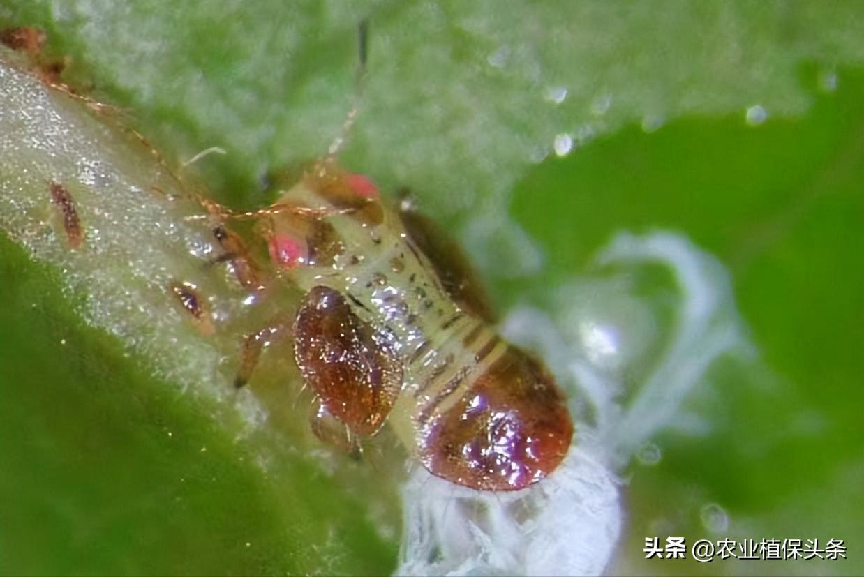 昆虫和害虫种类,昆虫和害虫的分类