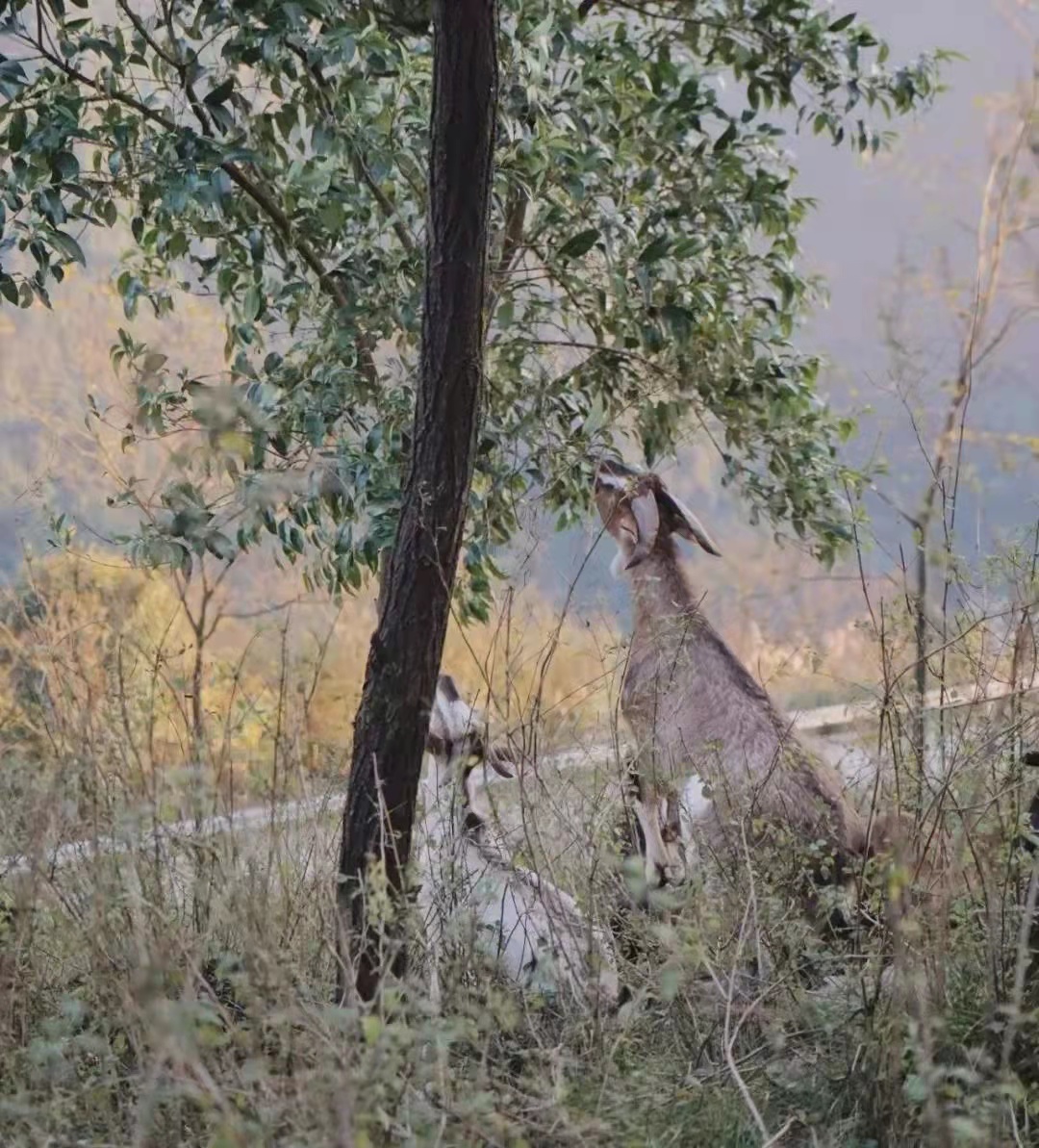 习水黑山羊火锅|来了习水连吃带拿的黑山羊火锅