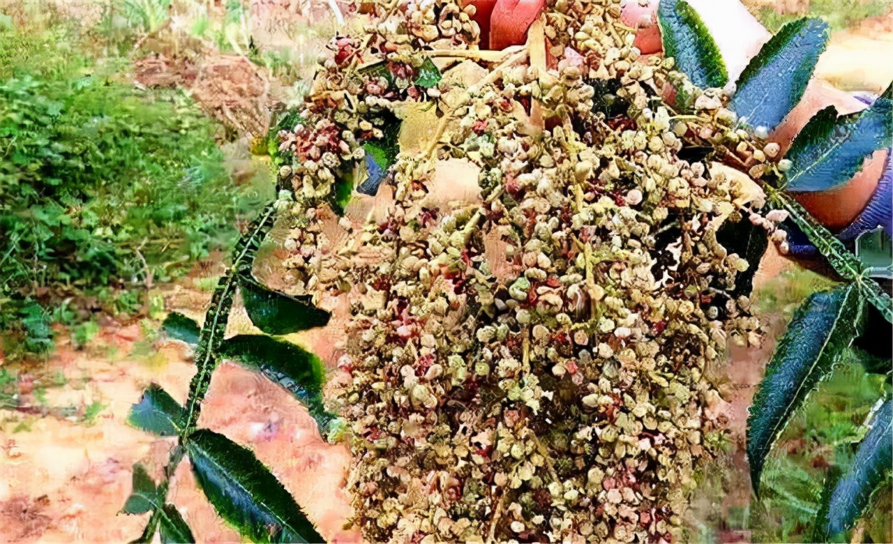 农村一种树全身都是宝,农村一种树花里面很多虫