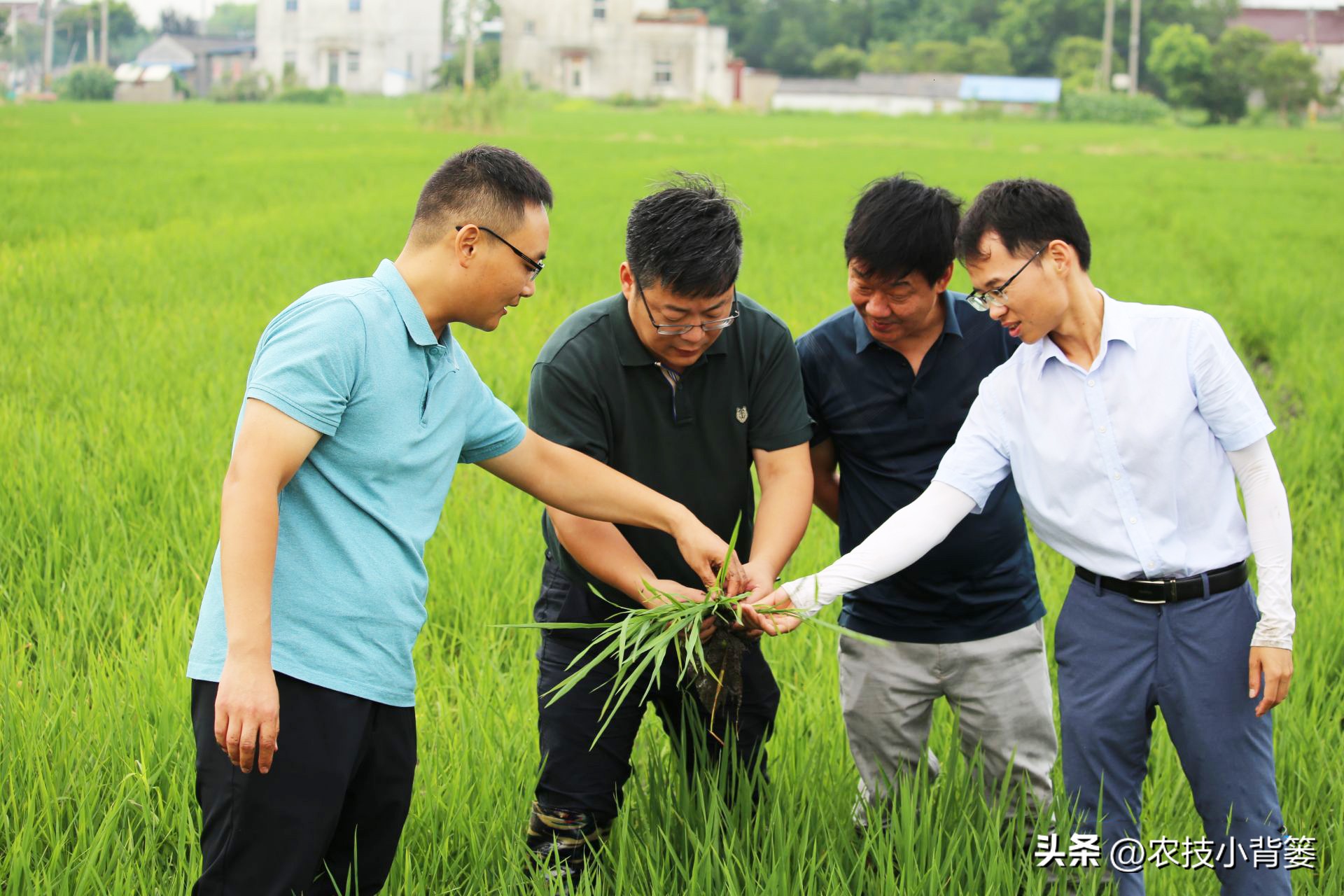 水稻稻苗发黄是什么病,水稻叶片发黄的原因及防治方法