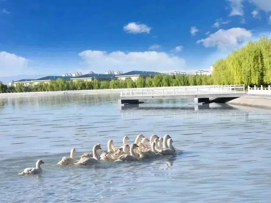 因为有你“胰”生平安——重（碳）离子治疗胰腺癌五问