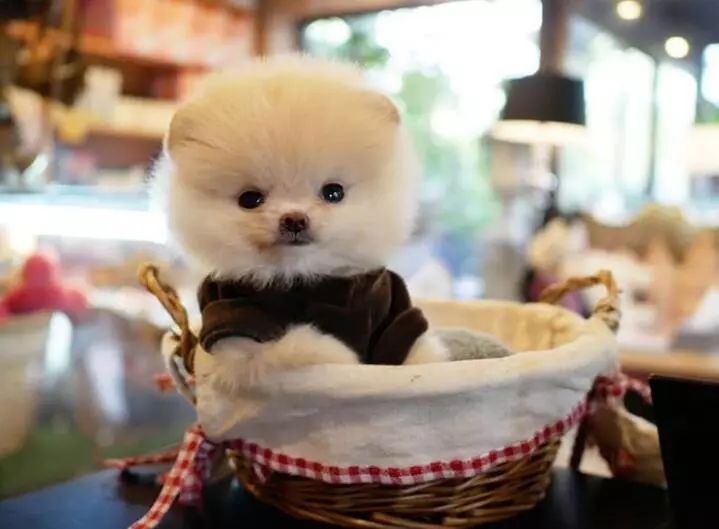 博美怕冷吗怎么老钻被窝,博美幼犬冬天多少度不怕冷