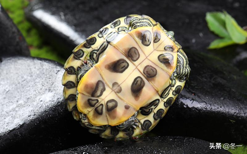 新手养龟的基本知识,入门养龟用什么龟缸