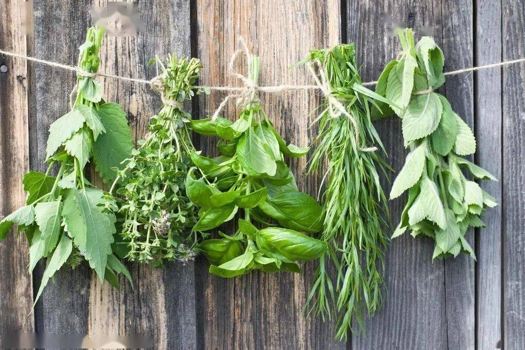 我和中医药的故事绘画,我和中医药的故事作文500字