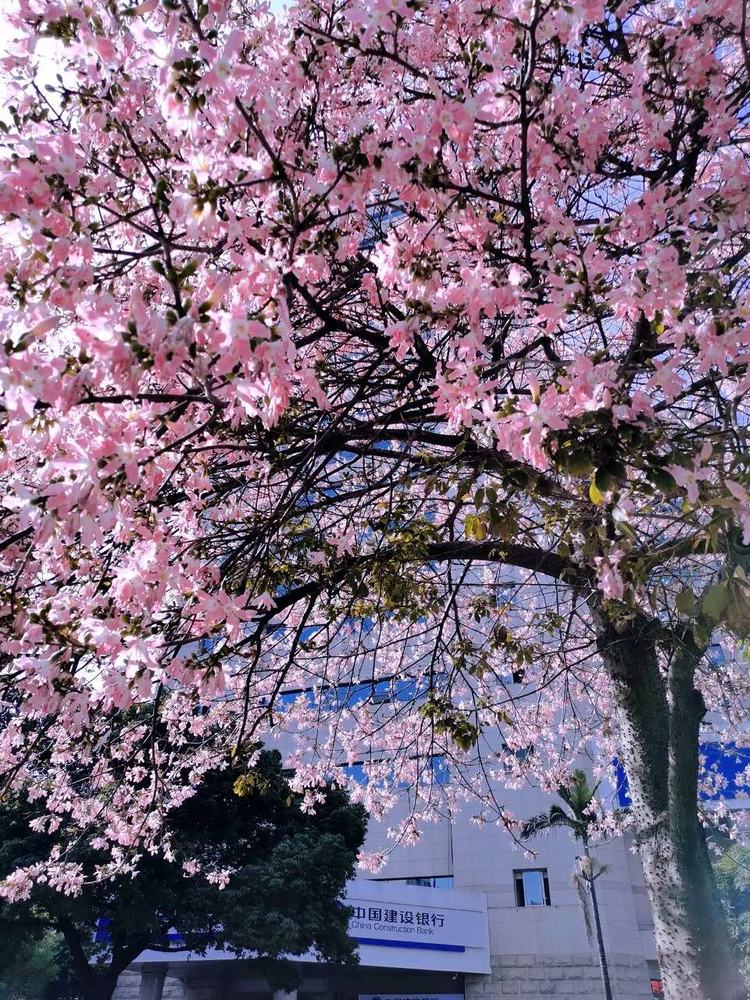 四川攀枝花城市风景,四川攀枝花城市介绍