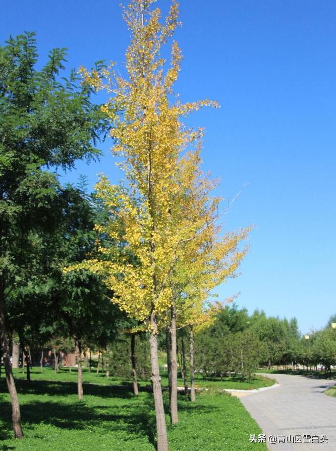 银杏公树和母树对比图片,银杏树分公母吗