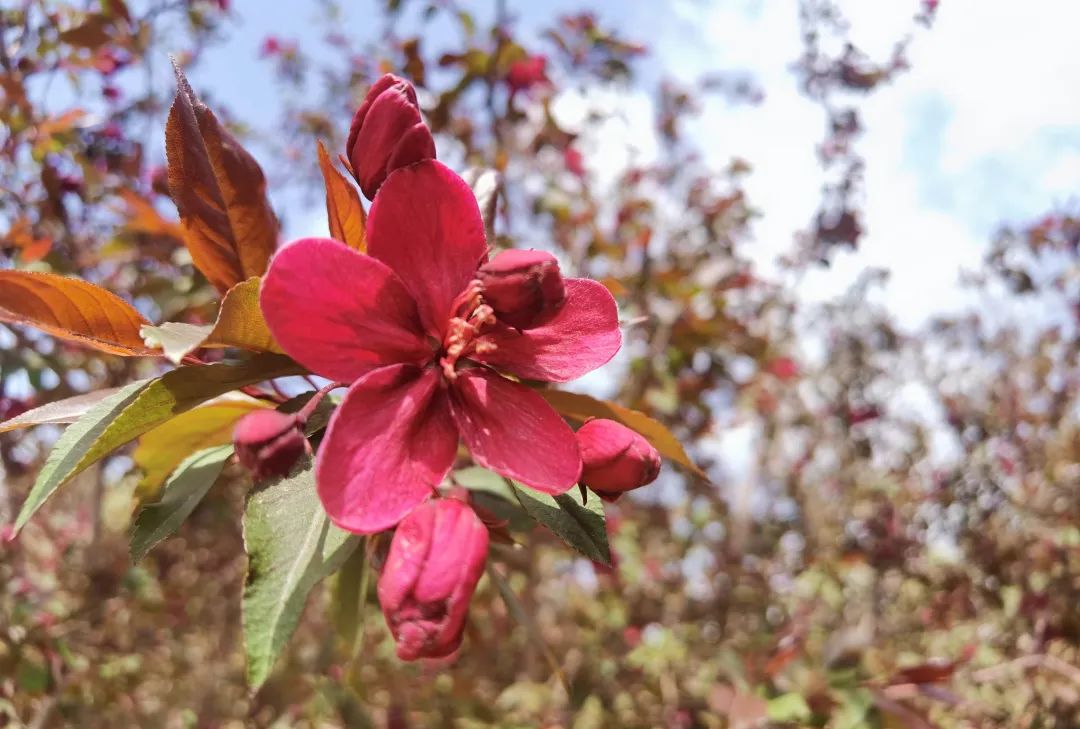 相邀北京冬奥公园看花海！首届永定河海棠赏花节来喽~