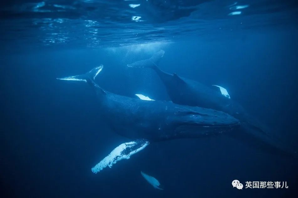 巨型座头鲸搁浅海滩数小时,巨大座头鲸出水瞬间