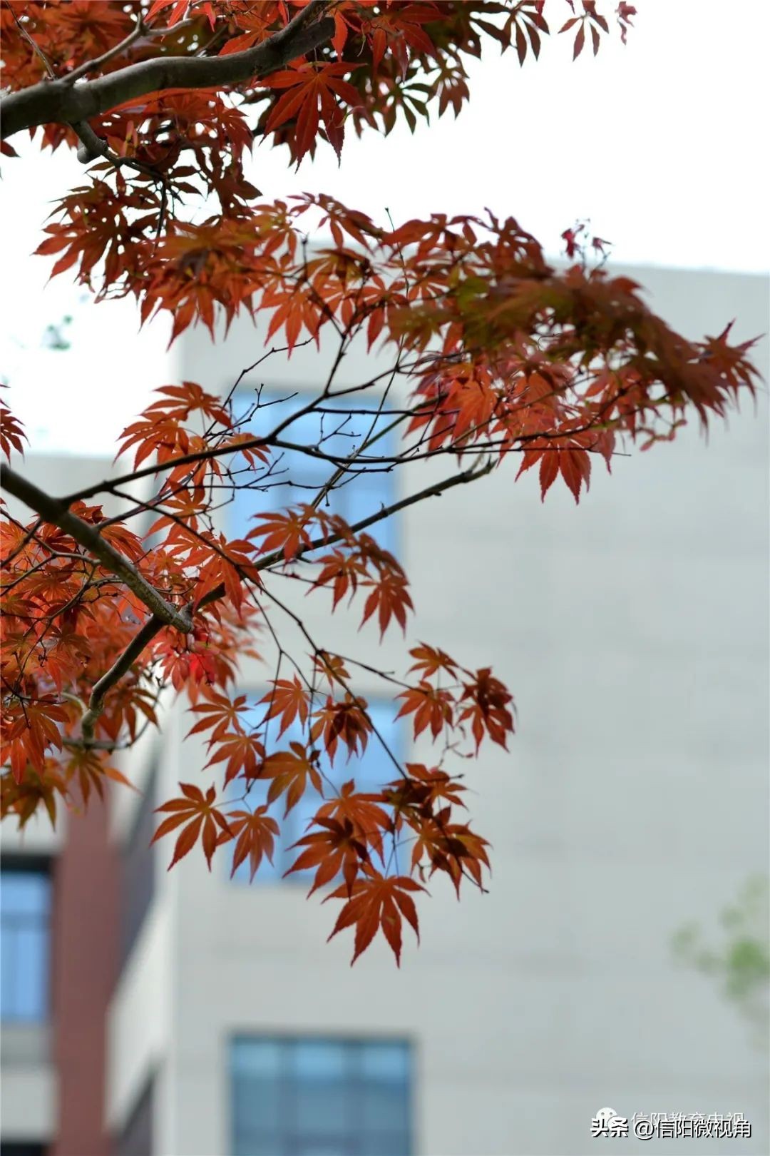 华中师范息县附中怎么报名,我的最美校园英文