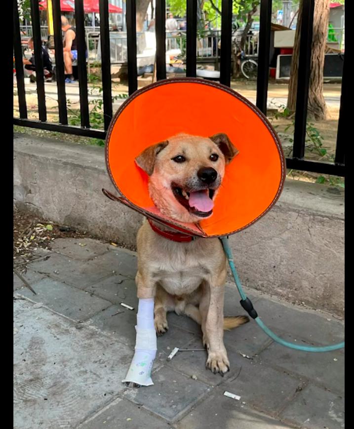 狗从14楼跳下后续救活,狗截肢