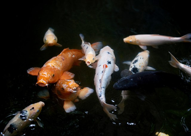 家里养什么宠物最招财聚财,家里养什么小宠物招财能带来好运