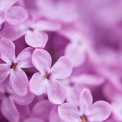 雨中的丁香,雨中的丁香句子