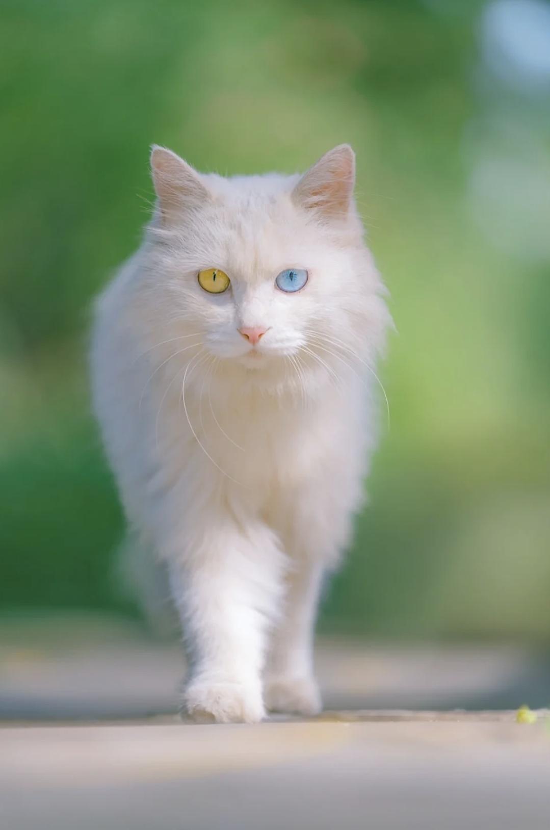 治愈系壁纸｜132张可爱小猫咪的样子