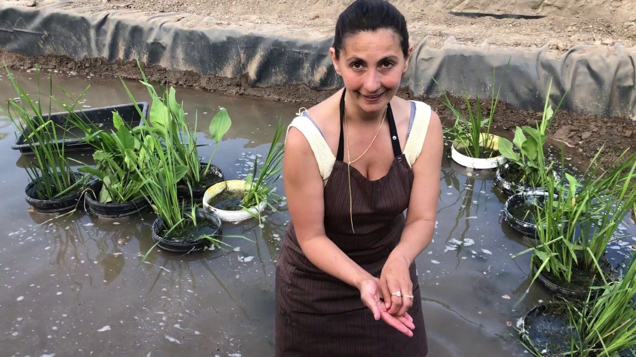 水蛭能吃铁线虫吗,水蛭可以吃蜗牛吗