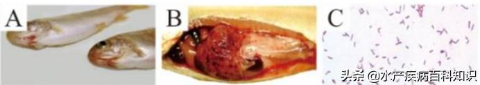 速看，鱼类出血性疾病的分析与防控关键技术