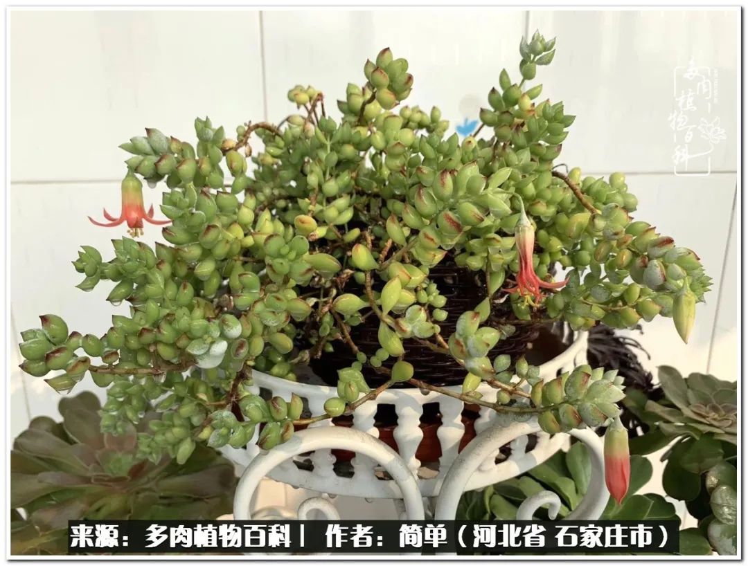 自从养了多肉以后视频,养多肉治愈生活中的疲惫和琐碎
