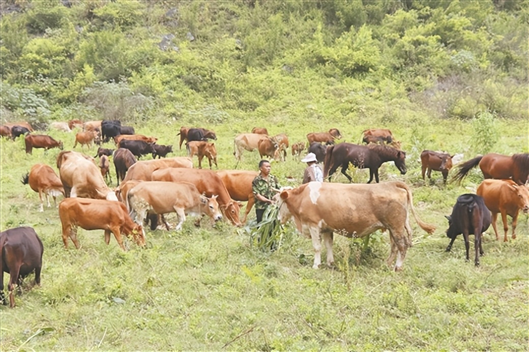 天等牛,天等畜牧业