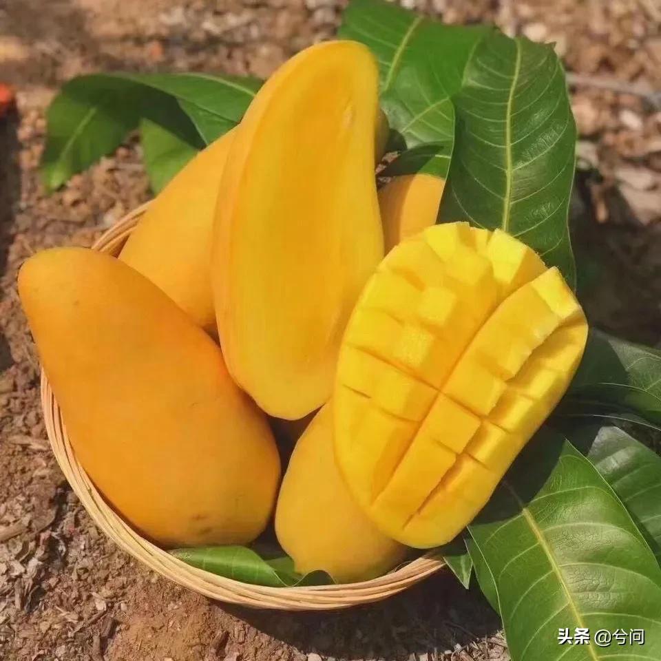 海南的水果特产有哪些？你知道几种？
