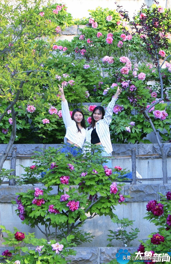 花开时节动京城最美不过洛阳城,花开时节动京城洛阳