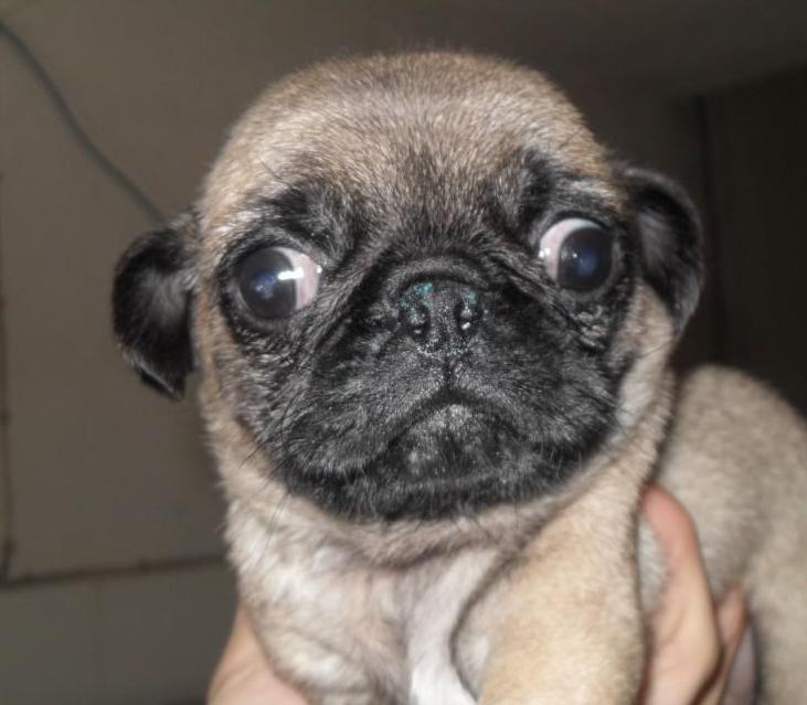 第一次养狗狗哪种狗狗适合新手养,几个月的狗狗适合新手养