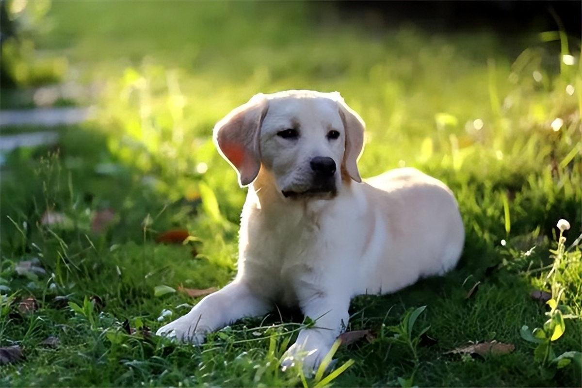 拉布拉多幼犬价格一般多少钱一只,拉布拉多幼犬多少钱一只市场价